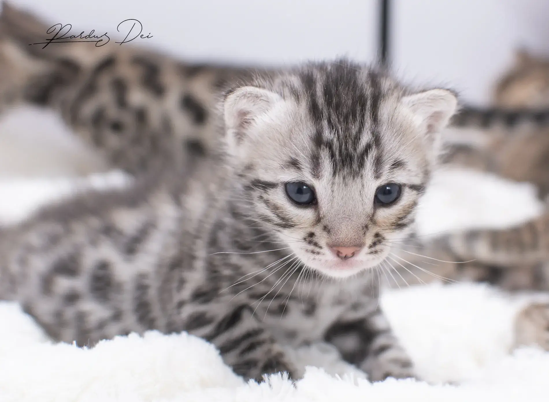 chaton bengal